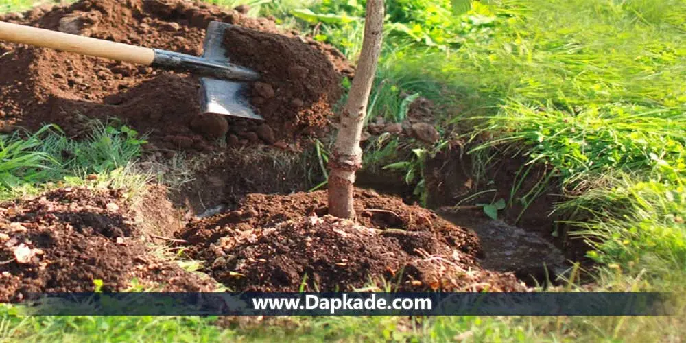 آیا می توان در فضای مشاع درخت کاشت؟